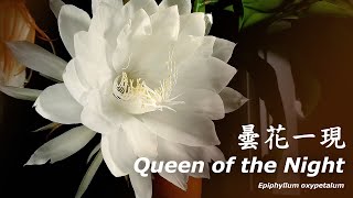 曇花 Epiphyllum oxypetalum  曇花一現縮時攝影  Queen of the Night Time Lapse [upl. by Nnil]