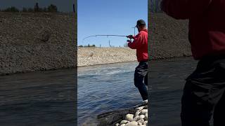 Big Chrome Rainbow Trout From Hook Set To Net [upl. by Sallee]