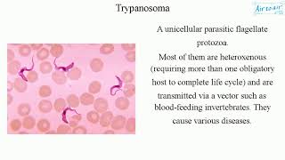 Trypanosoma [upl. by Nnylirak136]