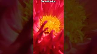 Pollination in plants biology bass neet2025 cuet2025 shoets shortvideo bassboosted beats [upl. by Lazarus]