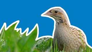 Crofters and Corncrakes [upl. by Raddy]