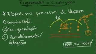 Regeneração e Cicatrização  Resumo  Patologia Geral [upl. by Eniawtna]