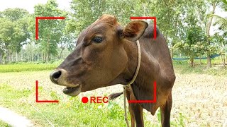 Animal Sounds Cow Sound For Instant Calm  August Best Cow Sound 2023  Tobibul [upl. by Atilrak]