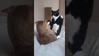 Funny real 🤣🤣 cat fighting  cat funny video [upl. by Iclehc386]