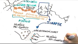 Neurônio e impulso nervoso  Resumo Professor Gustavo [upl. by Denna4]