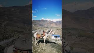 A white horse stands against the backdrop of snowy mountains and a bus station nepal travel [upl. by Karlise505]