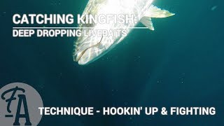 Catching Kingfish Deep dropping live baits  fishing technique [upl. by Fritzie350]