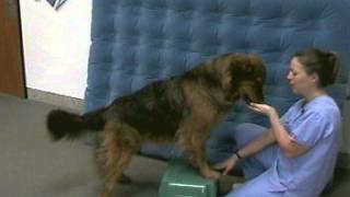 Physical Therapy for Cruciate Ligament Surgery Dog Part Two a [upl. by Smaj973]