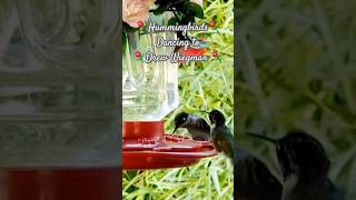 Dance of Hummingbirds⚘️ drewwiegman birds nature birdslover [upl. by Aryn]