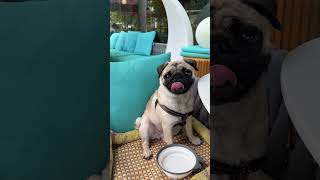 Sitting Happily in Restaurant  Poogie the Pug [upl. by Brigham]