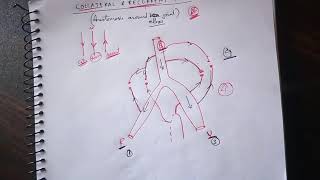 Recurrent and Collateral Anastomosis  Anastomosis Around Elbow Joint  TCML [upl. by Eniamor]