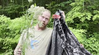 How to identify Poison Hemlock Queen Annes Lace and Yarrow [upl. by Adriaens]