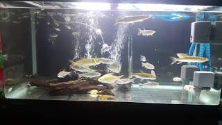 My golden dorado goliath tiger fish odoe pike characin hujeta redtail barracuda [upl. by Nalak]