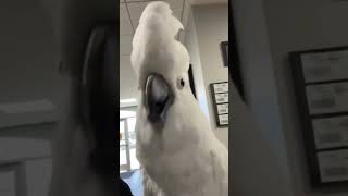 Parrot Screams During Peekaboo  ViralHog [upl. by Buonomo]