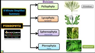 Classification of Pteridophytes with Example  Plant Classification [upl. by Guidotti]