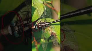 Entomology and Insects  Gomphidae ID  Dragonflies insectdiversity insects entomology [upl. by Ainigriv]