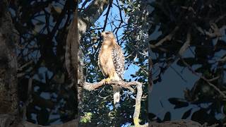 Redshouldered Hawk🐦Bird of Prey On Duty redshoulderedhawk youtubecreators [upl. by Auqinat]