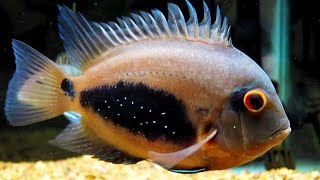 Uaru cichlid look incredible [upl. by Etnovert]