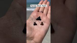 First attempt at finding shark teeth Next time I’m heading to Venice FL [upl. by Kingdon]