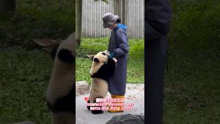 Interaction between wet nurse and Wang Jiazai奶妈和汪佳仔互动 pandalife pandachina [upl. by Joktan]