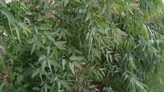 eucalyptus tree farming in pakistaneucalyptus tree business سفیدہ کا درخت [upl. by March217]