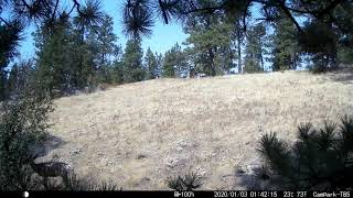 Mule Deer buck  spike at Kamiak Butte [upl. by Elleirad]