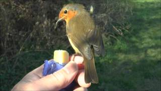 European Robin Erithacus rubecula male hand feeding on cheese [upl. by Nodnab]