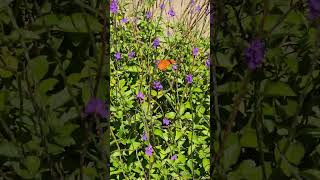 Gulf fritillary on porterweed butterflies [upl. by Alyt95]