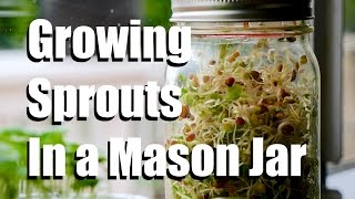 How to Grow Sprouts Indoors in a Mason Jar No Soil Required  Growing Your Indoor Garden 2 [upl. by Lzeil]