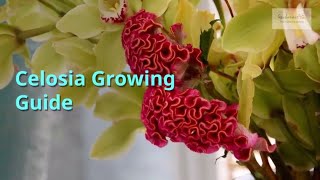 Celosia Growing Guide [upl. by Warrenne]