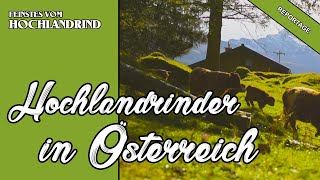 Hochlandrind in Österreich  Vorschau [upl. by Aidyn]