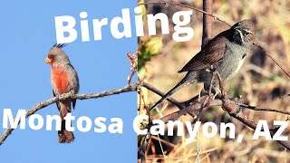 Searching for the Rare FiveStriped Sparrow in Montosa Canyon AZ [upl. by Arand]