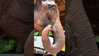 The elephant chews betel nut😂Fantastic animals on TikTok Animals become spirits Foreign videos share [upl. by Masterson427]