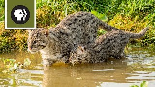 Fishing Kittens See Water For the First Time [upl. by Perdita137]