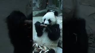 Cute Pandas animals animalshorts panda [upl. by Messab]