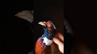 The RingNecked Pheasant pheasants pheasanthunting alberta [upl. by Alameda]