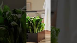 Hydroponics Growing System usa fypシ shopsmartusa foryo trendingproducts [upl. by Alehs]