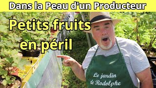 Visite du tunnel de petits fruits  lutter contre les insectes les pluies et les gastéropodes [upl. by Christian732]