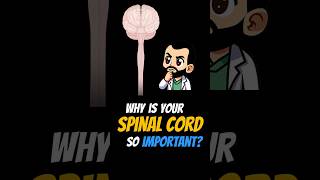 Why is Your Spinal Cord So IMPORTANT shorts [upl. by Eiramlatsyrc]