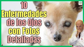 🔴 10 ENFERMEDADES MÁS COMUNES DE LOS OJOS EN PERROS CON SUS FOTOS EN DETALLE 🔴 [upl. by Ellenij624]