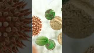 Palynology in islam makeuppollenallergypollengrainairobiology viralshot [upl. by Morvin]