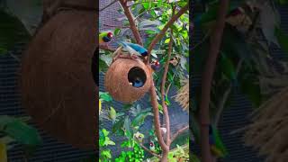 The wild macaw parrots l Fpisode dancemusic shot butiful ghanshyamyoutuber2543 [upl. by Gotthard]