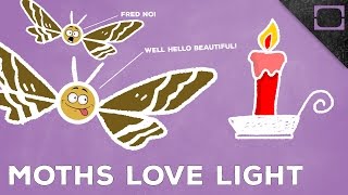 Why Are Moths Attracted To Light [upl. by Onaimad338]