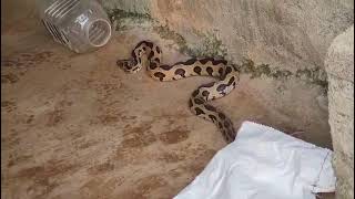 gregjackson8353 BIG VENOMOUS VIPER RESCUED FROM MY FRIENDS HOME🐍🙏😇 [upl. by Ahsyle]