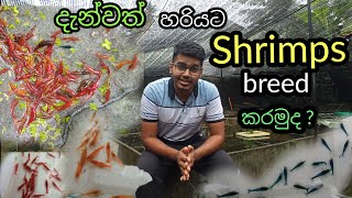 How To Breed Shrimps Shrimp Breeding Farm Part 1 New Ishan Aquarium [upl. by Aggie543]