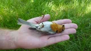 Tanatoza rudzika Erithacus rubecula [upl. by Suoiradal]