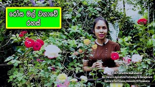 නිවැරදිව පෝච්චිවල රෝස වගා කරමු  Rose cultivation guide in sinhala 2021  Rosa wagawa Sri Lanka [upl. by Thgiwed863]