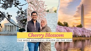 അമേരിക്കയിലെ ഏറ്റവും ഭംഗിയുള്ള സീസൺ  Cherry Blossom festival  Washington DC  Shabeeb K [upl. by Enihpled]