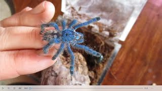 Caribena Versicolor  The Caribbeans most beautiful tarantula Care rehousing and fun [upl. by Nnairek]