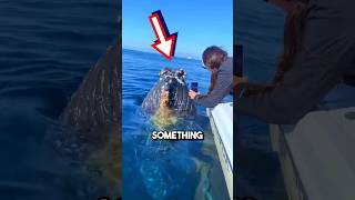 Giant whales ASK humans to remove barnacles 😱 shorts barnacles [upl. by Nicky]